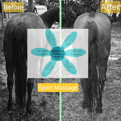 Equine Horse Massage